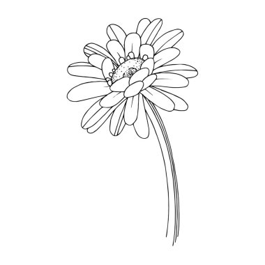 Vektör Gerbera çiçekli botanik çiçeği. Siyah beyaz işlemeli mürekkep sanatı. İzole edilmiş Gerbera illüstrasyon ögesi.