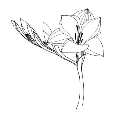 Vektör Freesia çiçekli botanik çiçeği. Siyah beyaz işlemeli mürekkep sanatı. İzole edilmiş frezya illüstrasyon ögesi.