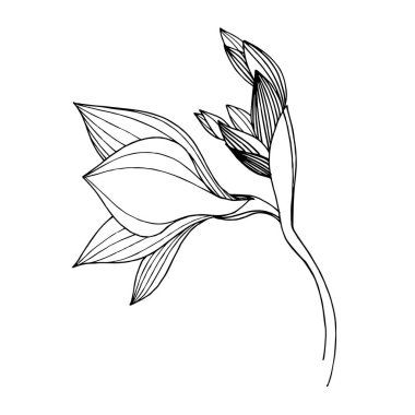 Vektör Freesia çiçekli botanik çiçeği. Siyah beyaz işlemeli mürekkep sanatı. İzole edilmiş frezya illüstrasyon ögesi.