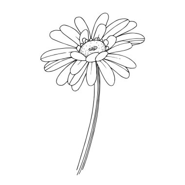 Vektör Gerbera çiçekli botanik çiçeği. Siyah beyaz işlemeli mürekkep sanatı. İzole edilmiş Gerbera illüstrasyon ögesi.