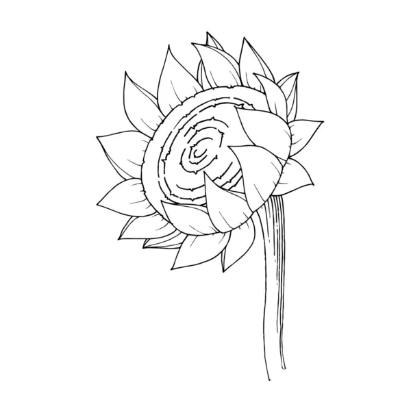 Vektör Ayçiçeği çiçekli botanik çiçeği. Siyah beyaz işlemeli mürekkep sanatı. Ayçiçeği örnekleme elementi. — Stok Vektör