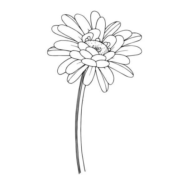Vektor gerbera blommig botanisk blomma. Svart och vit graverad bläckkonst. Isolerat illustrationselement av gerbera. — Stock vektor
