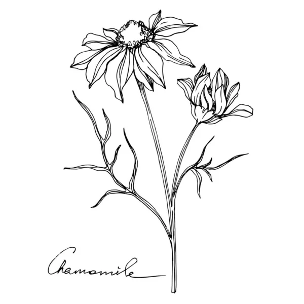 벡터 카모 마일 꽃 식물학적 인 꽃. 흑백으로 새긴 잉크 예술 작품이죠. 고립된 꽃 삽화 요소. — 스톡 벡터