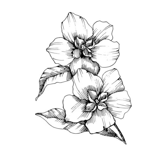 Vector Flax flores botánicas florales. Tinta grabada en blanco y negro. Elemento aislado de ilustración de lino . — Vector de stock