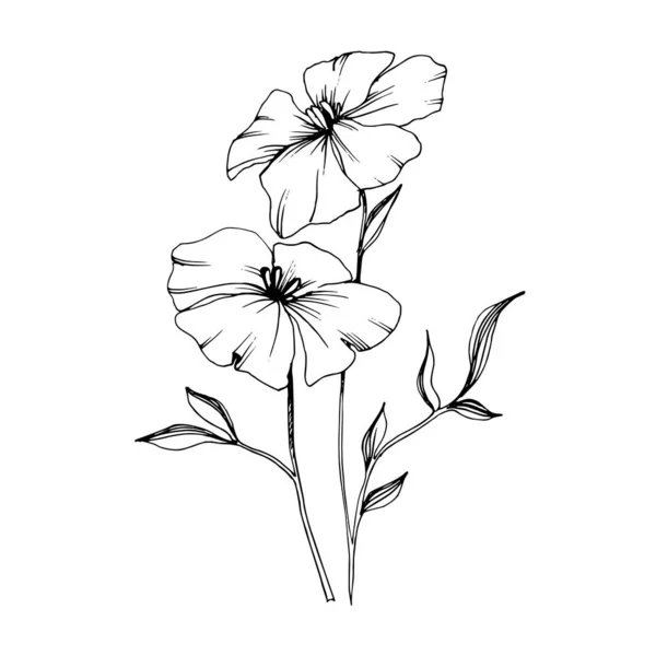 Vector Flax flores botánicas florales. Tinta grabada en blanco y negro. Elemento aislado de ilustración de lino . — Vector de stock