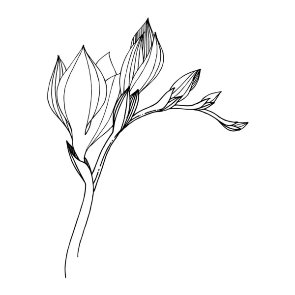 ベクトルフリージア植物花。黒と白の刻まインクアート。孤立したフリージアのイラスト要素. — ストックベクタ