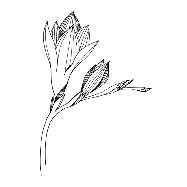 벡터 프리지아 꽃 모양의 식물상 꽃. 흑백으로 새긴 잉크 예술 작품이죠. 고립된 프리지아 삽화 요소. — 스톡 벡터