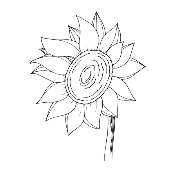 Vektor Sonnenblume Blumen botanische Blume. Schwarz-weiß gestochene Tuschekunst. isolierte Sonnenblumen Illustrationselement. — Stockvektor