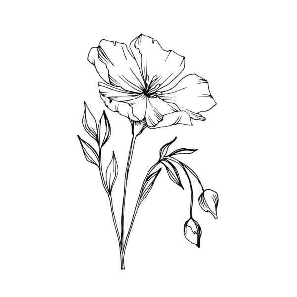 Vector Flax flores botánicas florales. Tinta grabada en blanco y negro. Elemento aislado de ilustración de lino . — Vector de stock