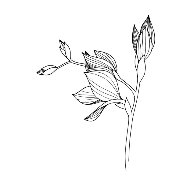 Vector Freesia floral botanical flower. Black and white engraved ink art. Isolated freesia illustration element.