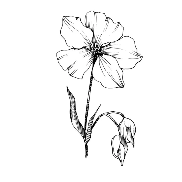 Vector Flax flores botánicas florales. Tinta grabada en blanco y negro. Elemento aislado de ilustración de lino . — Vector de stock
