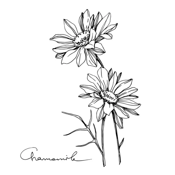 Vector Kamille bloemen botanische bloem. Zwart-wit gegraveerde inktkunst. Geïsoleerde bloemen illustratie element. — Stockvector
