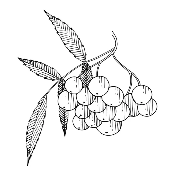 Vector Sorbus branch with berry and leaves. Black and white engraved ink art. Isolated rowan illustration element. — Stock Vector