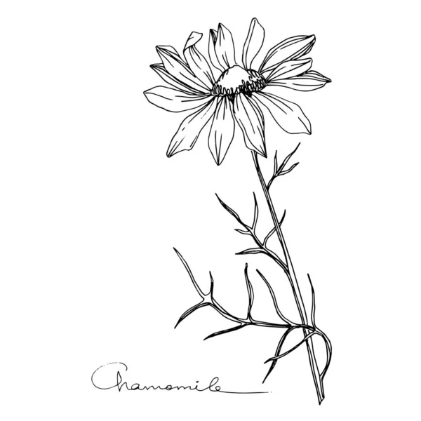 Vector de manzanilla flor botánica floral. Tinta grabada en blanco y negro. Elemento ilustrativo de flores aisladas . — Vector de stock