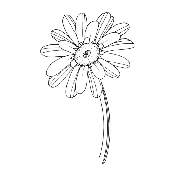 Vektor gerbera virágos botanikai virág. Fekete-fehér vésett tinta művészet. Elszigetelt gerbera illusztrációs elem. — Stock Vector