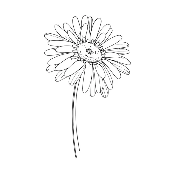 Vector gerbera fleur botanique florale. Encre gravée en noir et blanc. Elément d'illustration gerbera isolé . — Image vectorielle