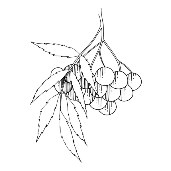 Vektor Sorbus gren med bär och blad. Svart och vit graverad bläckkonst. Isolerat rönn illustrationselement. — Stock vektor