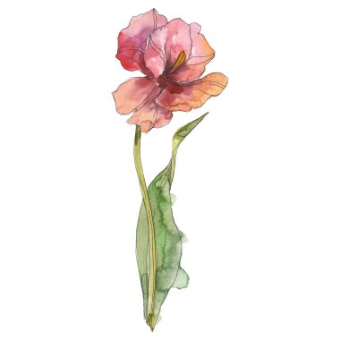 Lale çiçek botanik çiçek. Suluboya arka plan illüstrasyon seti. İzole lale illüstrasyon elemanı.