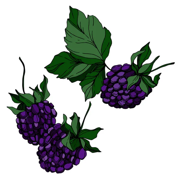 Blackberry gezond voedsel. Zwart-wit gegraveerde inktkunst. Geïsoleerde blackberry illustratie element. — Stockvector