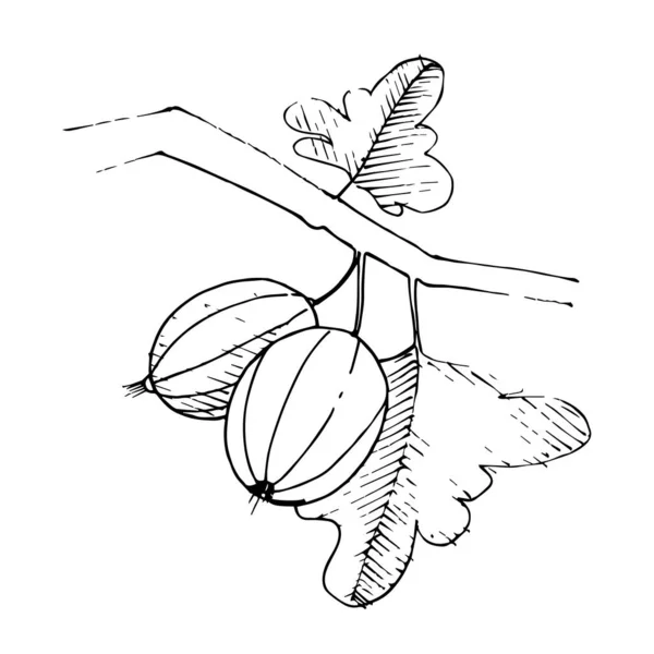 벡터 Gooseberry 가지입니다. 흑백으로 새긴 잉크 예술 작품이죠. 격리 된 구즈 베리 삽화 요소. — 스톡 벡터