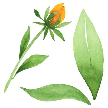 Rudbeckia hirta botanik çiçekleri. Suluboya arka plan seti. İzole edilmiş rudbeckia illüstrasyon ögesi.