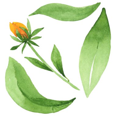 Rudbeckia hirta botanik çiçekleri. Suluboya arka plan seti. İzole edilmiş rudbeckia illüstrasyon ögesi.