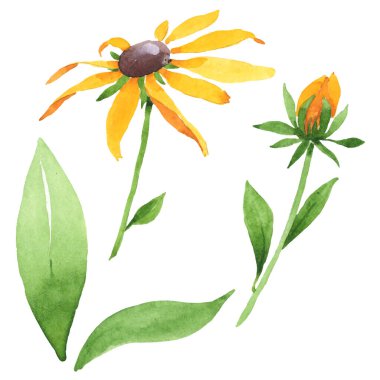 Rudbeckia hirta botanik çiçekleri. Suluboya arka plan seti. İzole edilmiş rudbeckia illüstrasyon ögesi.
