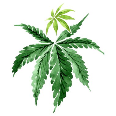 Kenevir yeşili yapraklar. Suluboya arkaplan çizimi. İzole edilmiş esrar illüstrasyon elementi.