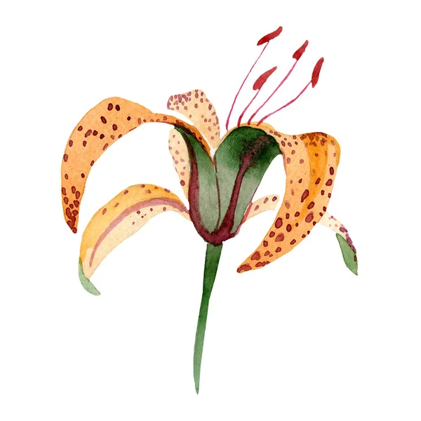 Turuncu lilium maculantum çiçek botanik çiçek. Suluboya arka plan seti. İzole zambak illüstrasyon elemanı. — Stok fotoğraf
