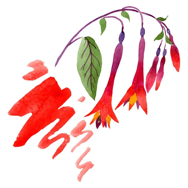 Rudé fuchsiová květinové botanické květiny. Barevné pozadí. Izolovaná fuchsiová-ilustrace. — Stock fotografie