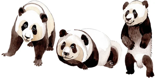 Exotische Panda-Wildtier isoliert. Aquarell Hintergrundillustration Set. isoliertes Animal Illustration Element. — Stockfoto