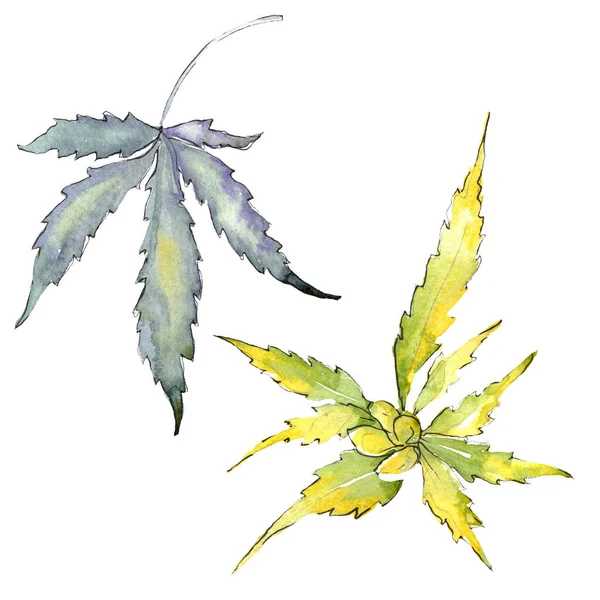 대마초 잎 이 녹색이다. 수채 색 배경 삽화 세트. 고립된 대마초 삽화 요소. — 스톡 사진