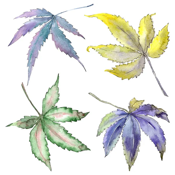 Hojas verdes de cannabis. Conjunto de ilustración de fondo acuarela. Elemento ilustrativo aislado del cannabis . — Foto de Stock