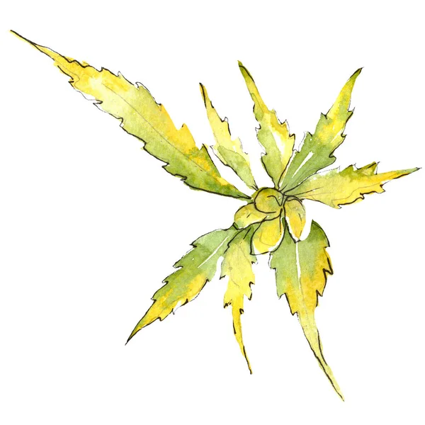 Зеленые листья конопли. Набор акварельных фонов. Изолированный элемент иллюстрации конопли . — стоковое фото