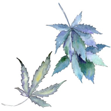 Kenevir yeşili yapraklar. Suluboya arkaplan çizimi. İzole edilmiş esrar illüstrasyon elementi.