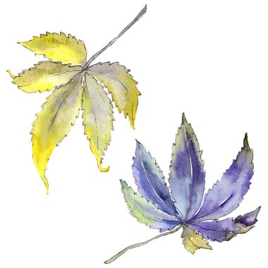 Kenevir yeşili yapraklar. Suluboya arkaplan çizimi. İzole edilmiş esrar illüstrasyon elementi.