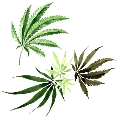 Kenevir yeşili yapraklar. Suluboya arkaplan çizimi. İzole edilmiş esrar illüstrasyon elementi.