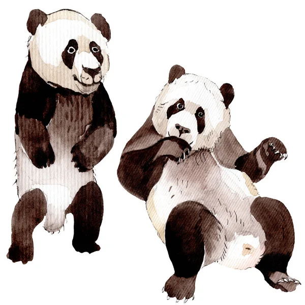 Egzotyczne panda dzikie zwierzę izolowane. Zestaw ilustracji tła akwareli. Izolowany element ilustracji zwierząt. — Zdjęcie stockowe