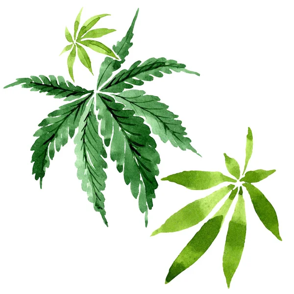 Foglie verdi di cannabis. Acquerello sfondo illustrazione set. Elemento isolante di illustrazione della cannabis . — Foto Stock