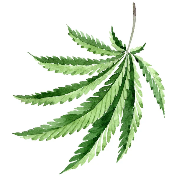 Cannabis gröna blad. Akvarell bakgrund illustration set. Isolerat illustrationselement för cannabis. — Stockfoto