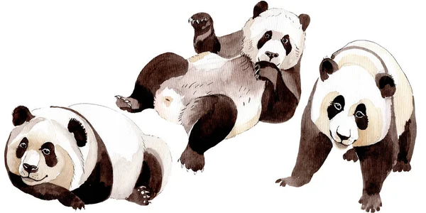 Panda exótica animal salvaje aislado. Conjunto de ilustración de fondo acuarela. Elemento de ilustración animal aislado . —  Fotos de Stock