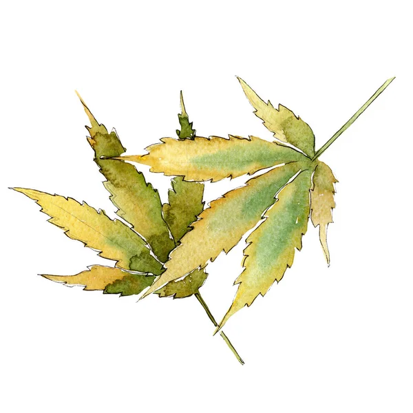 Cannabis groene bladeren. Aquarel achtergrond illustratie set. Geïsoleerd cannabis illustratie element. — Stockfoto