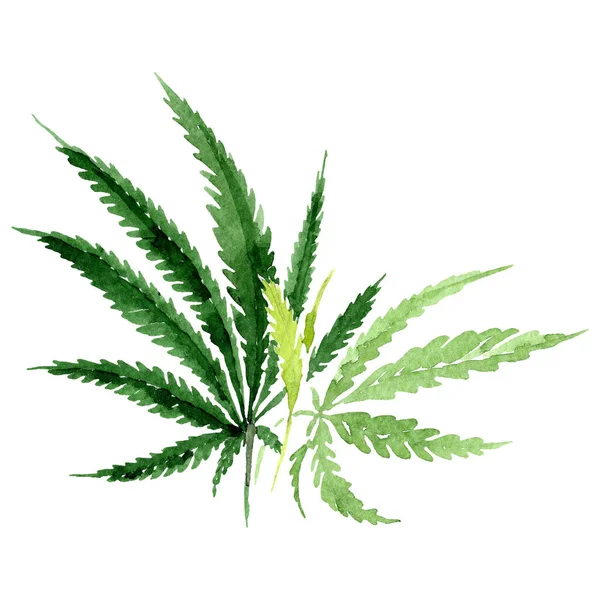 Cannabis gröna blad. Akvarell bakgrund illustration set. Isolerat illustrationselement för cannabis. — Stockfoto