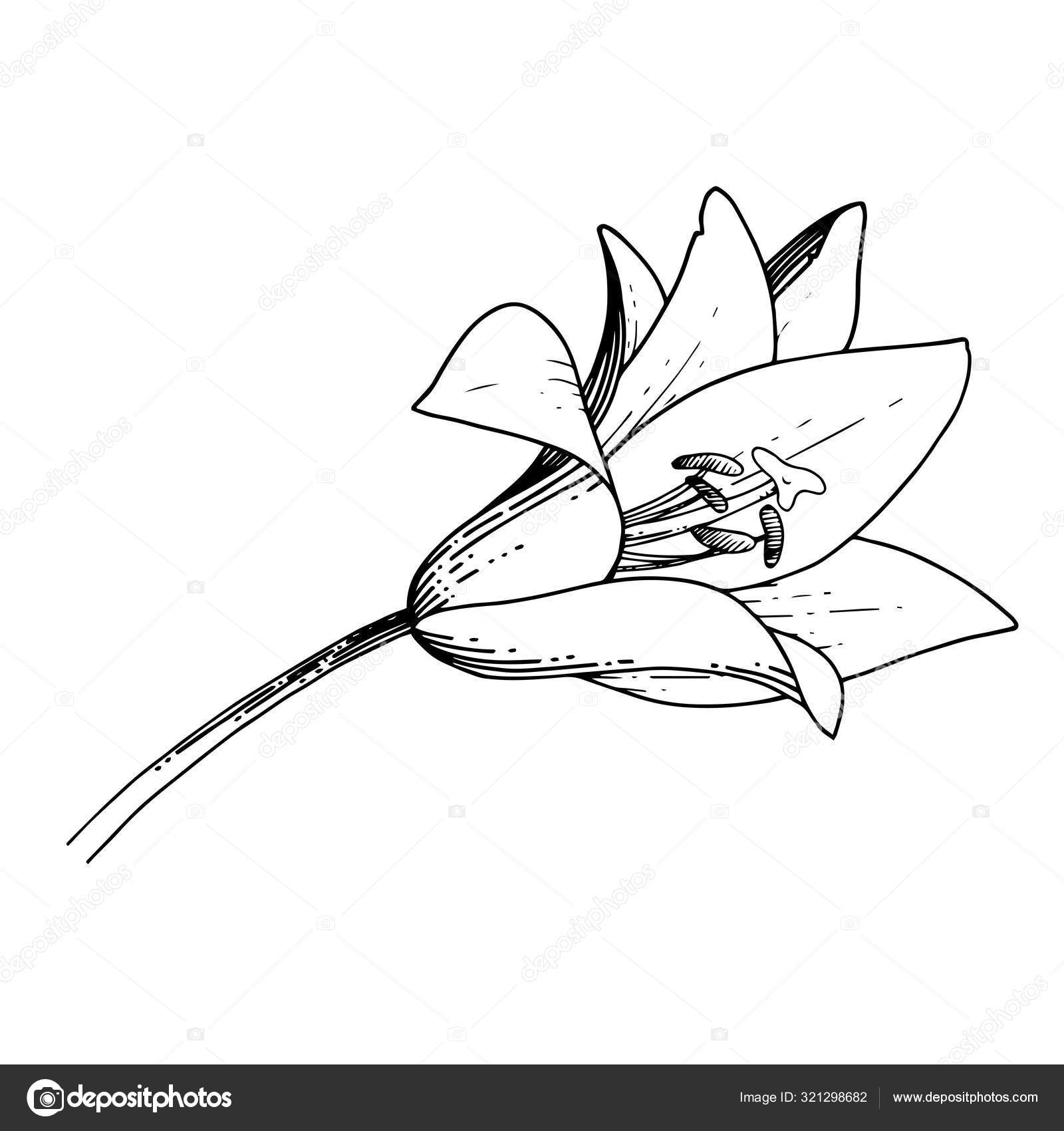 ベクトルユリの植物花 黒と白の刻まインクアート 分離されたリチウムイラスト要素 ストックベクター C Mystocks ベクトルユリの植物花 黒と白の刻まインクアート 分離されたリチウムイラスト要素 ストックベクター C Mystocks