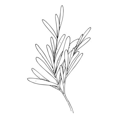 Vektör bitkisel çiçek yaprakları. Siyah beyaz işlemeli mürekkep sanatı. İzole edilmiş bitkisel çizim elementi.