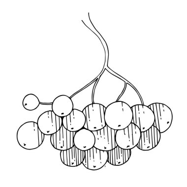 Meyveli ve yapraklı Vektör Sorbus şubesi. Siyah beyaz işlemeli mürekkep sanatı. İzole edilmiş Rowan illüstrasyon elementi.