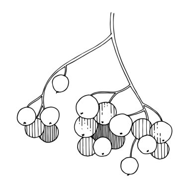 Meyveli ve yapraklı Vektör Sorbus şubesi. Siyah beyaz işlemeli mürekkep sanatı. İzole edilmiş Rowan illüstrasyon elementi.