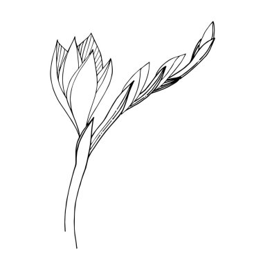 Vektör Freesia çiçekli botanik çiçeği. Siyah beyaz işlemeli mürekkep sanatı. İzole edilmiş frezya illüstrasyon ögesi.