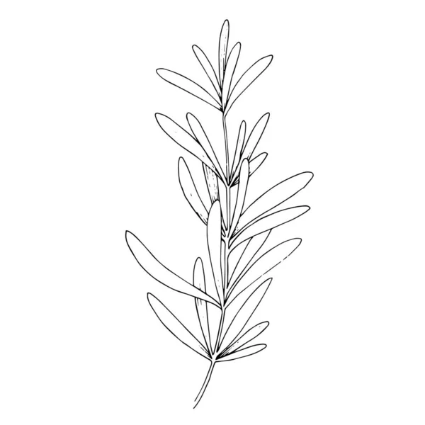 Vektör bitkisel çiçek yaprakları. Siyah beyaz işlemeli mürekkep sanatı. İzole edilmiş bitkisel çizim elementi. — Stok Vektör