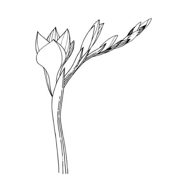 Vetor Freesia flor botânica floral. Tinta gravada a preto e branco. Isolado freesia ilustração elemento . — Vetor de Stock